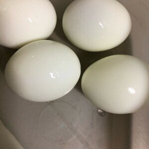 つるんっと剥ける！ゆで卵の作り方